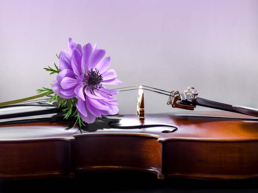 un fiore su un violino
